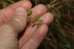 Phyllanthus virgatus