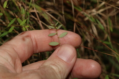 Phyllanthus virgatus