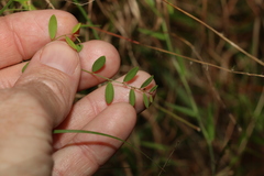 Phyllanthus virgatus