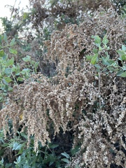 Atriplex lentiformis