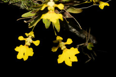 Erycina glossomystax