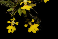 Erycina glossomystax