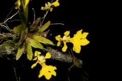 Erycina glossomystax