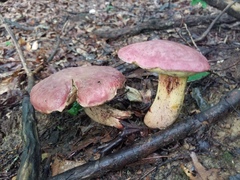 Butyriboletus roseopurpureus