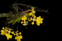 Erycina glossomystax