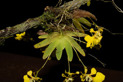 Erycina glossomystax