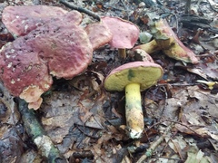 Butyriboletus roseopurpureus