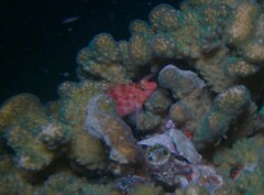 Cirrhitichthys oxycephalus