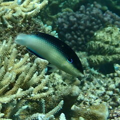 Anampses neoguinaicus