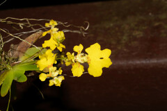 Erycina glossomystax