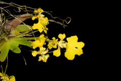 Erycina glossomystax