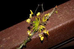 Erycina glossomystax