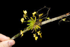 Erycina glossomystax