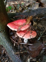 Russula pulchra