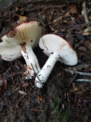 Russula pulchra
