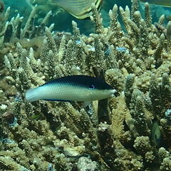 Anampses neoguinaicus