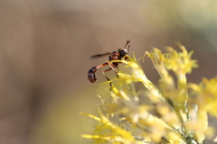 Physocephala marginata