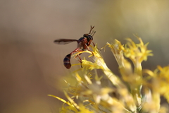 Physocephala marginata