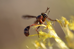 Physocephala marginata