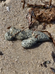 Botrylloides perspicuus
