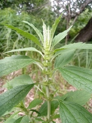 Chaiturus marrubiastrum