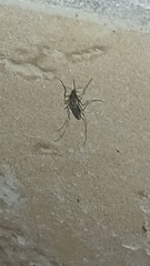 Aedes vexans