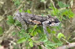 Bradypodion ventrale
