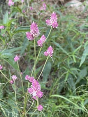 Gomphrena sonorae