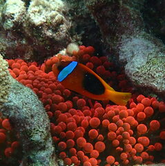 Amphiprion melanopus