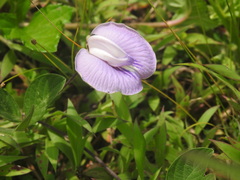 Centrosema virginianum