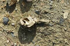 Micropterus salmoides