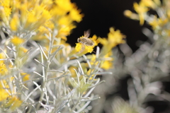 Bombyliidae
