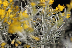 Bombyliidae