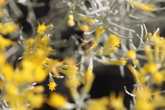 Bombyliidae