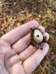 Geastrum