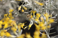 Bombyliidae