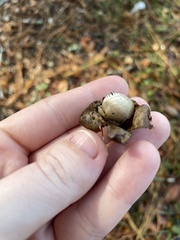 Geastrum
