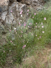 Gomphrena sonorae
