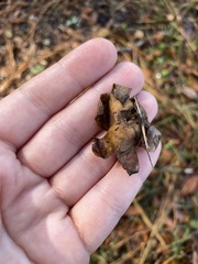 Geastrum
