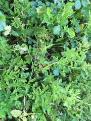 Angelica lucida