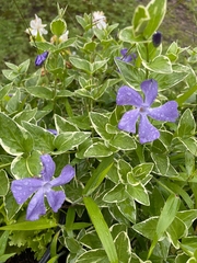 Vinca