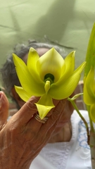 Cycnoches