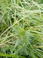 Odontites vulgaris