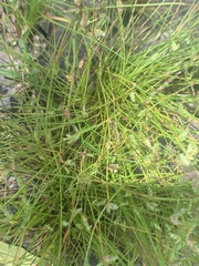 Isolepis
