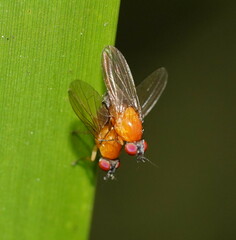 Lauxaniidae