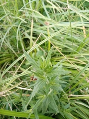 Odontites vulgaris