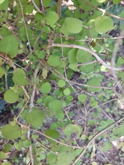 Coprosma rotundifolia