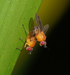 Lauxaniidae