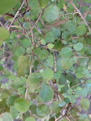 Coprosma rotundifolia