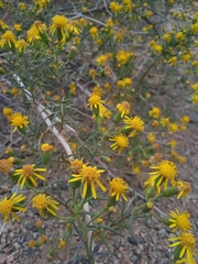 Senecio subulatus
